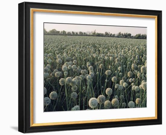 Onion Fields in Gujarat State, India, Asia-John Henry Claude Wilson-Framed Photographic Print