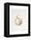 Onion Study, 1993-Alison Cooper-Framed Premier Image Canvas