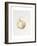 Onion Study, 1993-Alison Cooper-Framed Giclee Print