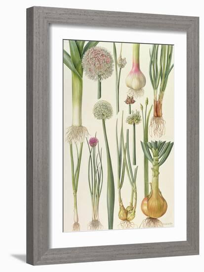 Onions and Other Vegetables-Elizabeth Rice-Framed Giclee Print