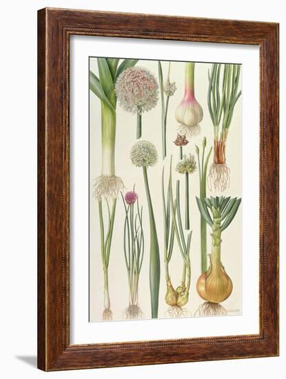 Onions and Other Vegetables-Elizabeth Rice-Framed Giclee Print