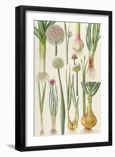 Onions and Other Vegetables-Elizabeth Rice-Framed Giclee Print