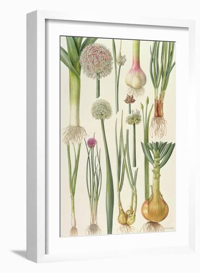 Onions and Other Vegetables-Elizabeth Rice-Framed Giclee Print