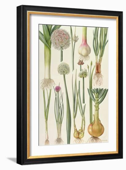 Onions and Other Vegetables-Elizabeth Rice-Framed Giclee Print