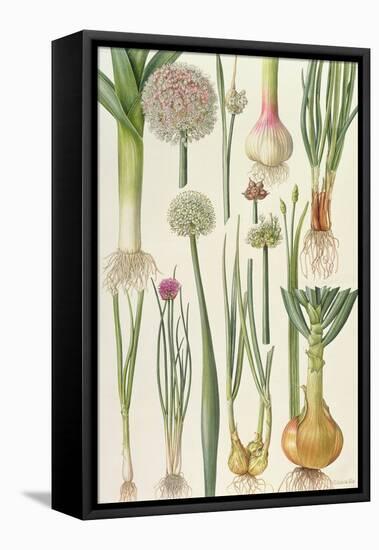 Onions and Other Vegetables-Elizabeth Rice-Framed Premier Image Canvas