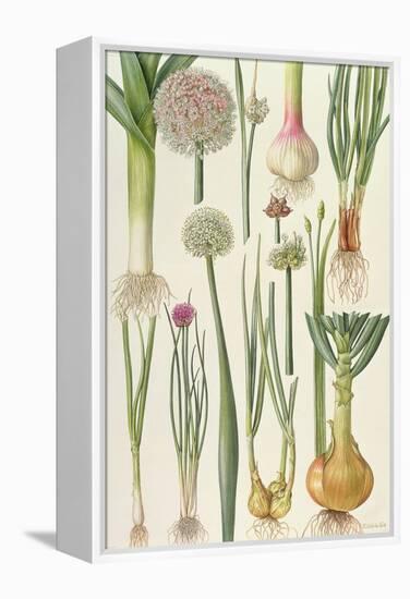 Onions and Other Vegetables-Elizabeth Rice-Framed Premier Image Canvas