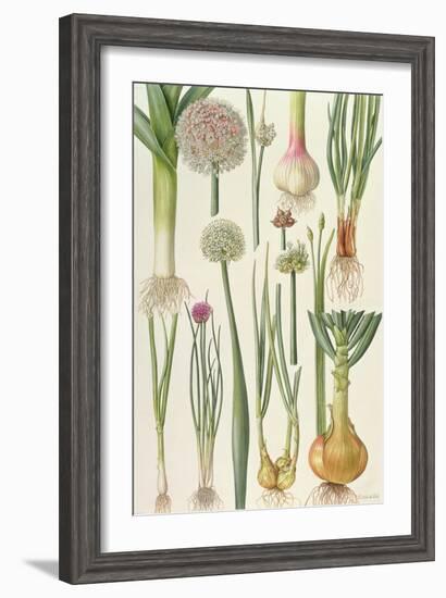 Onions and Other Vegetables-Elizabeth Rice-Framed Premium Giclee Print