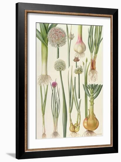 Onions and Other Vegetables-Elizabeth Rice-Framed Premium Giclee Print