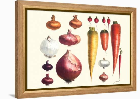 Onions Carrots and Turnips-Philippe-Victoire Leveque de Vilmorin-Framed Stretched Canvas