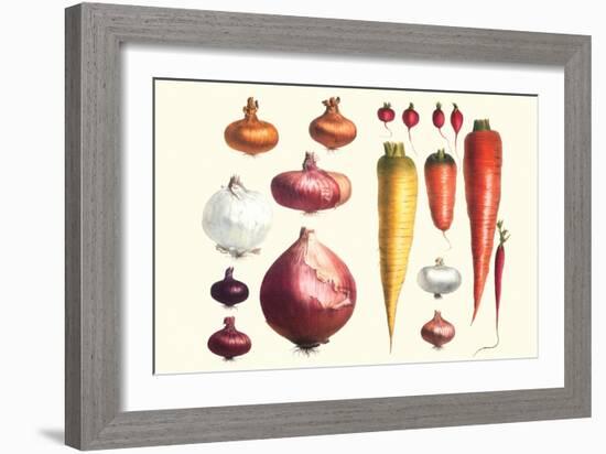 Onions Carrots and Turnips-Philippe-Victoire Leveque de Vilmorin-Framed Art Print