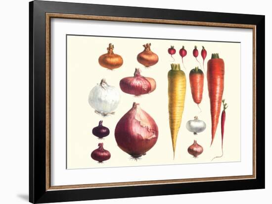 Onions Carrots and Turnips-Philippe-Victoire Leveque de Vilmorin-Framed Art Print