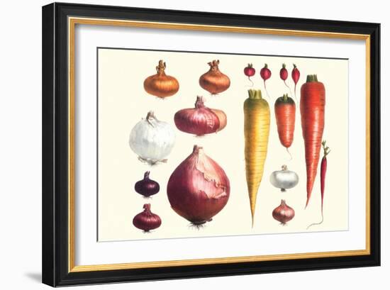 Onions Carrots and Turnips-Philippe-Victoire Leveque de Vilmorin-Framed Art Print