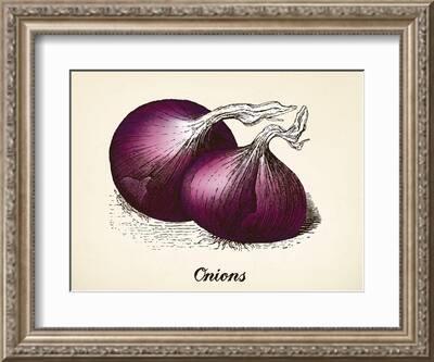 Premium Vector  Illustrator of shallots