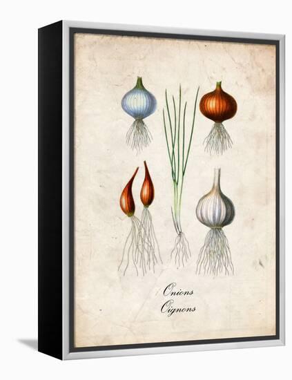 Onions-null-Framed Stretched Canvas