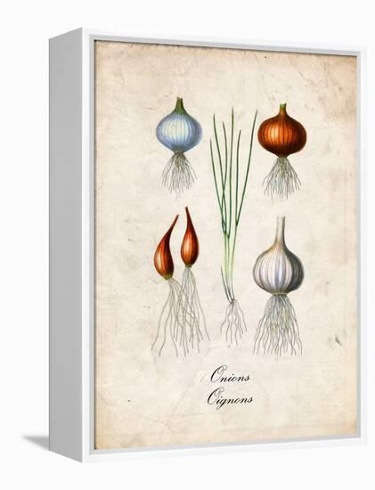 Onions-null-Framed Stretched Canvas