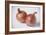 Onions-Veronique Leplat-Framed Photographic Print