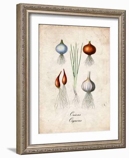 Onions-null-Framed Premium Giclee Print