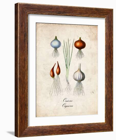 Onions-null-Framed Art Print