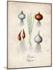 Onions-null-Mounted Art Print