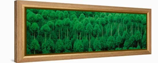 Onogo Kitayama Cedar Trees Kyoto Japan-null-Framed Premier Image Canvas