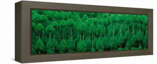Onogo Kitayama Cedar Trees Kyoto Japan-null-Framed Premier Image Canvas