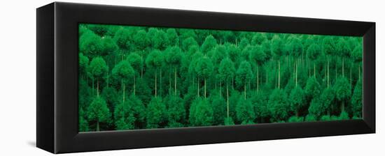 Onogo Kitayama Cedar Trees Kyoto Japan-null-Framed Premier Image Canvas