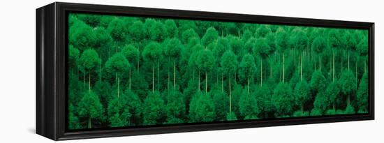 Onogo Kitayama Cedar Trees Kyoto Japan-null-Framed Premier Image Canvas