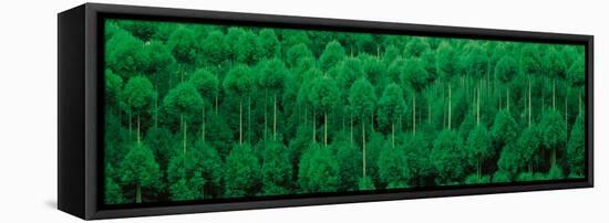 Onogo Kitayama Cedar Trees Kyoto Japan-null-Framed Premier Image Canvas