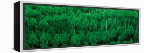 Onogo Kitayama Cedar Trees Kyoto Japan-null-Framed Premier Image Canvas