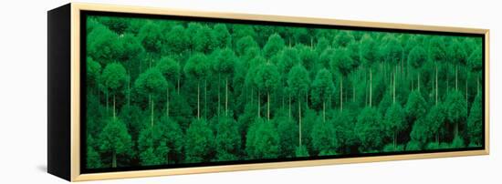 Onogo Kitayama Cedar Trees Kyoto Japan-null-Framed Premier Image Canvas