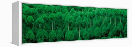 Onogo Kitayama Cedar Trees Kyoto Japan-null-Framed Premier Image Canvas