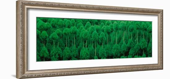 Onogo Kitayama Cedar Trees Kyoto Japan-null-Framed Photographic Print