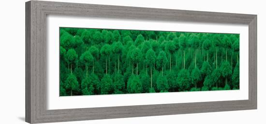 Onogo Kitayama Cedar Trees Kyoto Japan-null-Framed Photographic Print