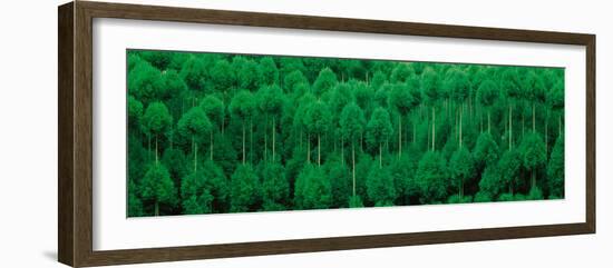 Onogo Kitayama Cedar Trees Kyoto Japan-null-Framed Photographic Print