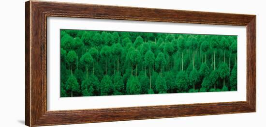 Onogo Kitayama Cedar Trees Kyoto Japan-null-Framed Photographic Print