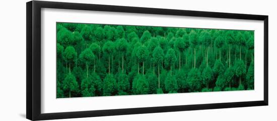 Onogo Kitayama Cedar Trees Kyoto Japan-null-Framed Photographic Print