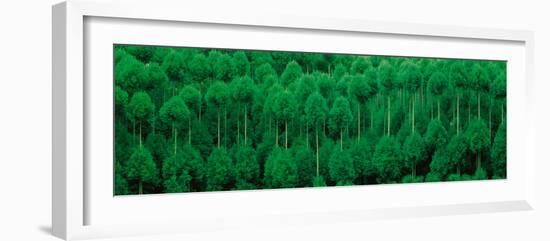 Onogo Kitayama Cedar Trees Kyoto Japan-null-Framed Photographic Print
