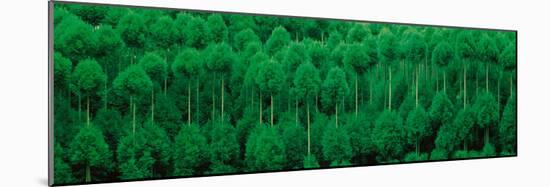 Onogo Kitayama Cedar Trees Kyoto Japan-null-Mounted Photographic Print