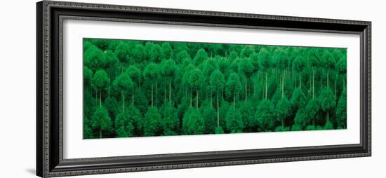 Onogo Kitayama Cedar Trees Kyoto Japan-null-Framed Photographic Print