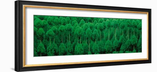 Onogo Kitayama Cedar Trees Kyoto Japan-null-Framed Photographic Print