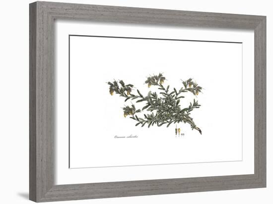 Onosma Echioides, Flora Graeca-Ferdinand Bauer-Framed Giclee Print