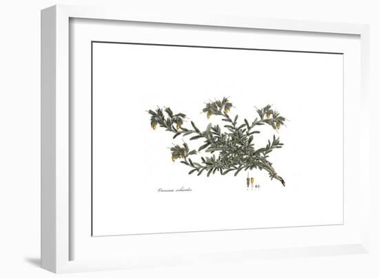 Onosma Echioides, Flora Graeca-Ferdinand Bauer-Framed Giclee Print