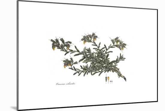 Onosma Echioides, Flora Graeca-Ferdinand Bauer-Mounted Giclee Print