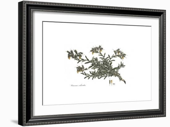 Onosma Echioides, Flora Graeca-Ferdinand Bauer-Framed Giclee Print