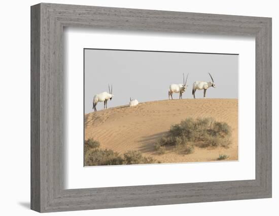 Onyx in desert. Abu Dhabi, UAE.-Tom Norring-Framed Photographic Print