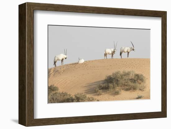 Onyx in desert. Abu Dhabi, UAE.-Tom Norring-Framed Photographic Print