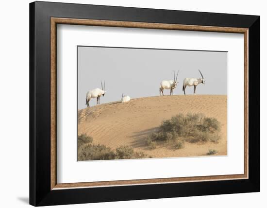 Onyx in desert. Abu Dhabi, UAE.-Tom Norring-Framed Photographic Print