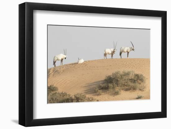 Onyx in desert. Abu Dhabi, UAE.-Tom Norring-Framed Photographic Print