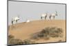 Onyx in desert. Abu Dhabi, UAE.-Tom Norring-Mounted Photographic Print