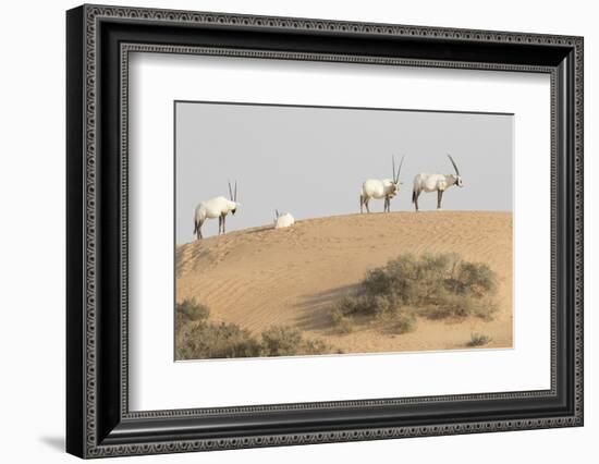 Onyx in desert. Abu Dhabi, UAE.-Tom Norring-Framed Photographic Print